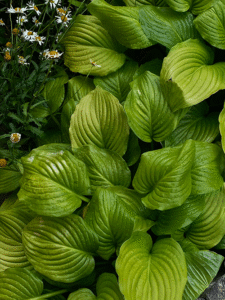 Tjänster - Trädgårdsarbete