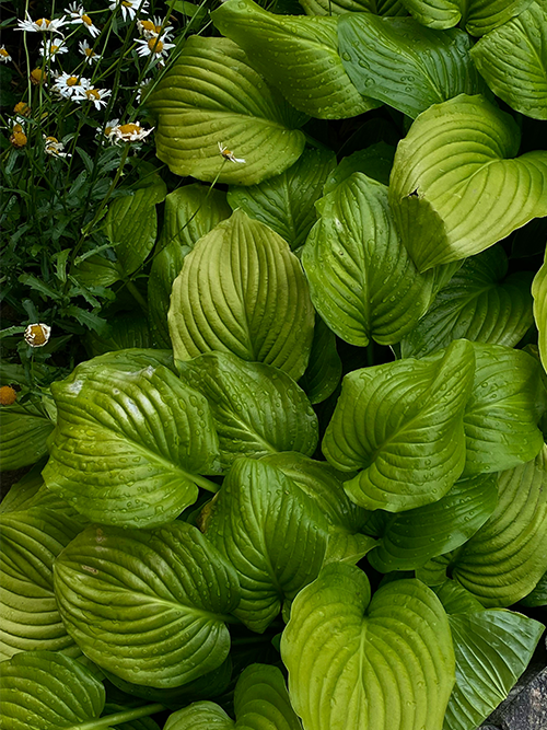 Tjänster - Trädgårdsarbete